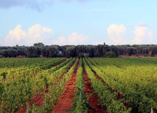 Feudi di San Marzano, winemaker from Puglia